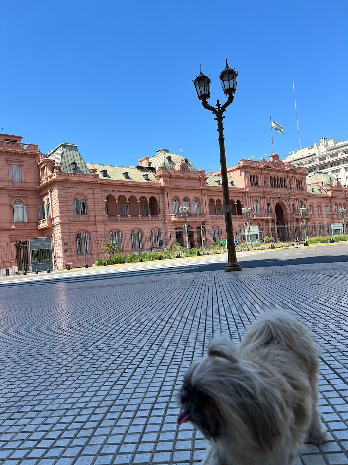 Shitzu em frente à Casa Rosada - Buenos Aires - Argentina